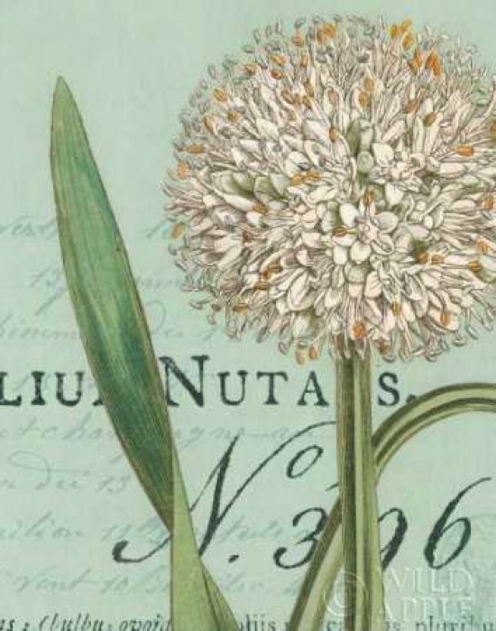 Botanique Bleu II Poster Print by Wild Apple Portfolio - Item # VARPDX2040